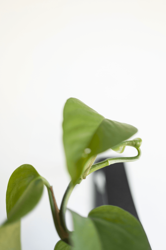 plante_verte